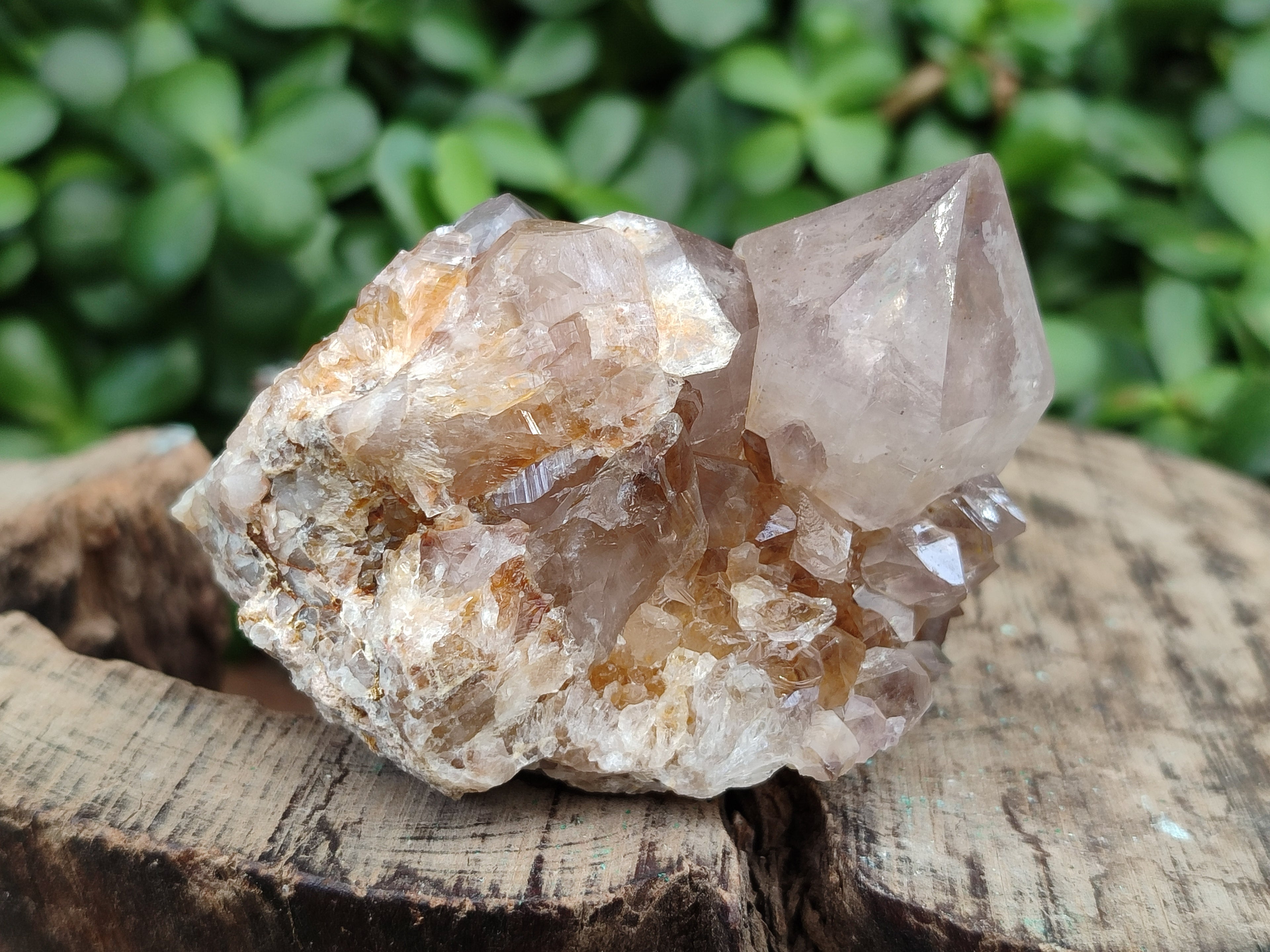 Natural Spirit Quartz Clusters x 6 From Boekenhouthoek, South Africa - Toprock Gemstones and Minerals 