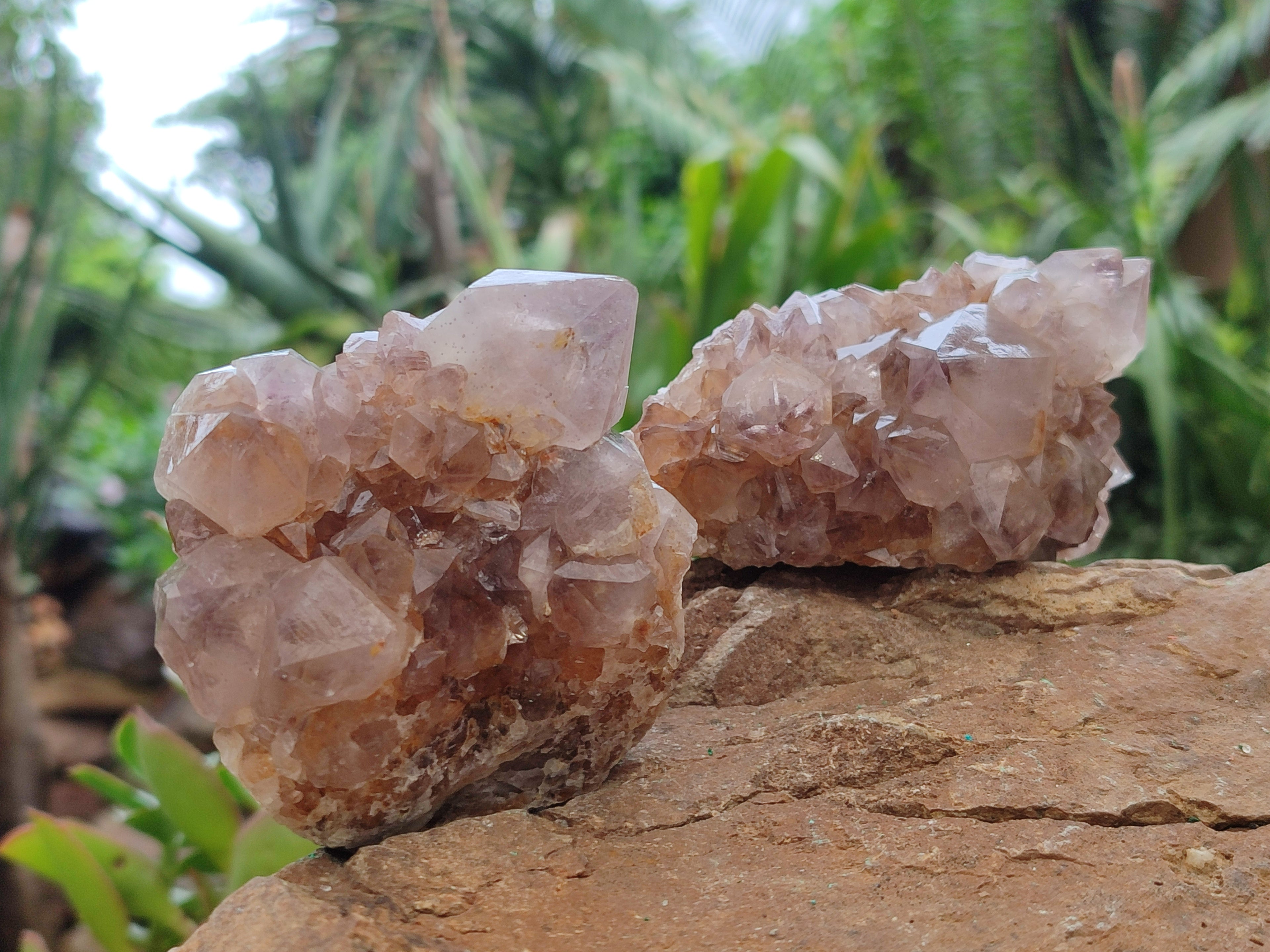 Natural Spirit Quartz Clusters x 6 From Boekenhouthoek, South Africa - Toprock Gemstones and Minerals 
