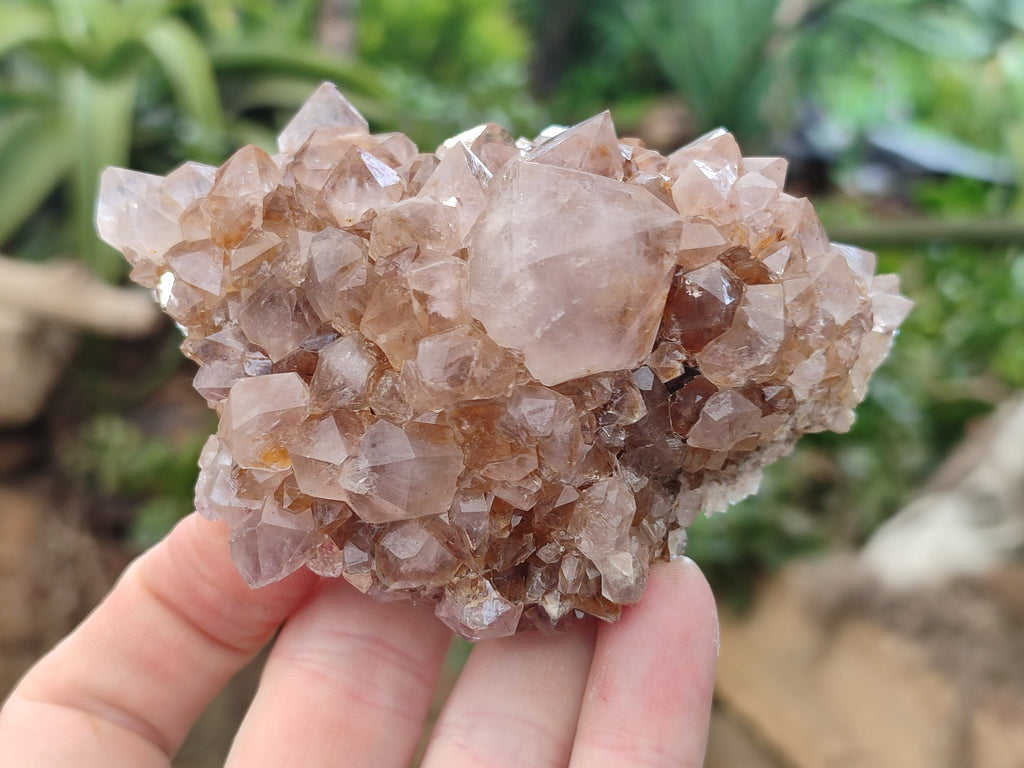Natural Spirit Quartz Clusters x 6 From Boekenhouthoek, South Africa - Toprock Gemstones and Minerals 