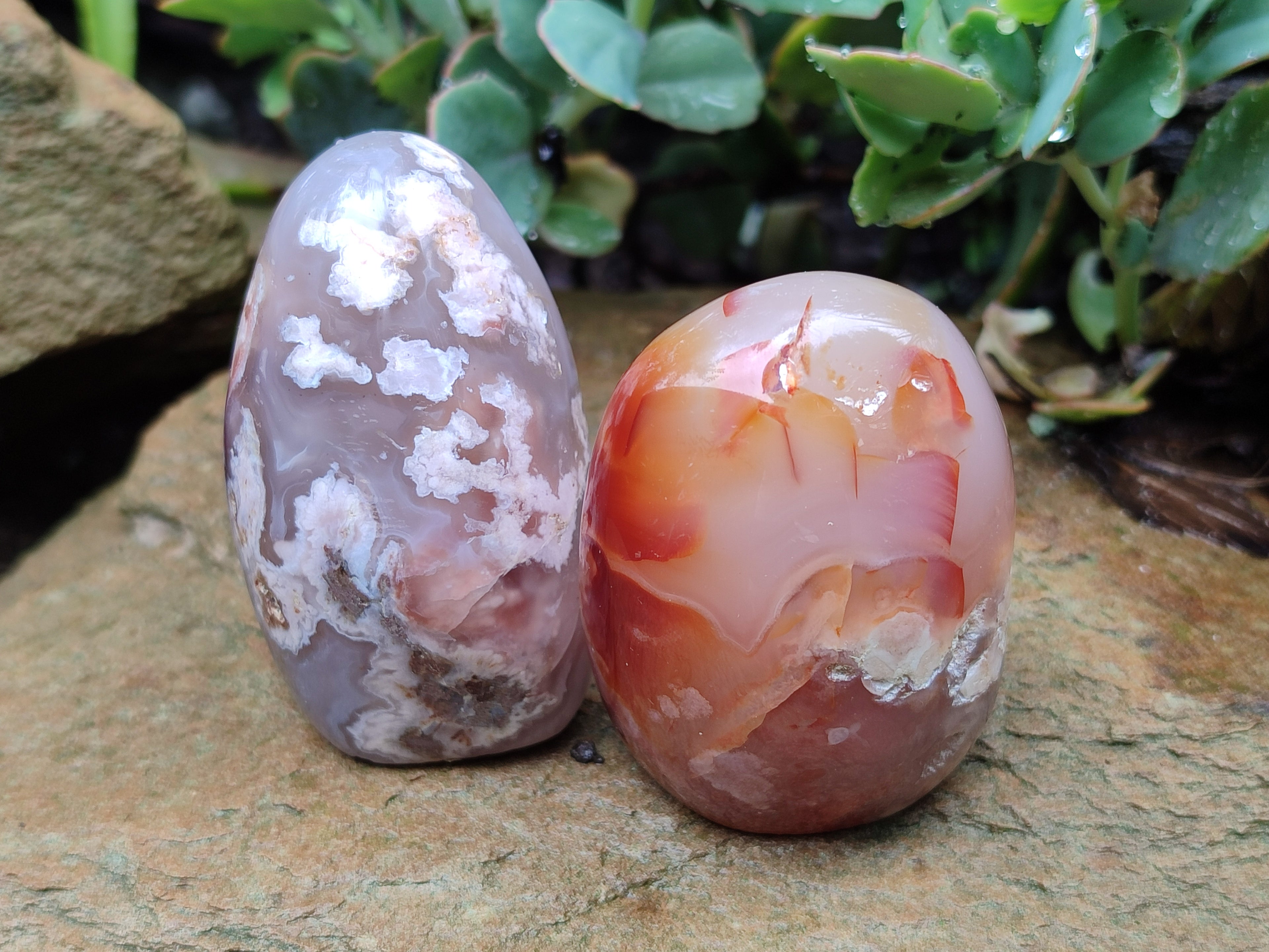 Polished Flower Agate Standing Free Forms x 6 From Antsahalova, Madagascar - Toprock Gemstones and Minerals 