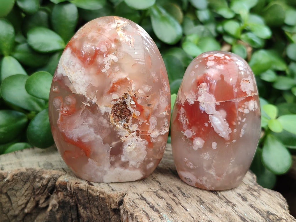 Polished Flower Agate Standing Free Forms x 6 From Antsahalova, Madagascar - Toprock Gemstones and Minerals 