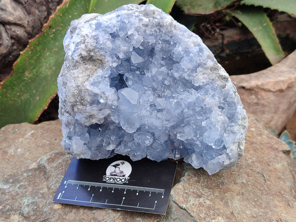Natural Celestite Geode Specimen x 1 From Sakoany, Madagascar - Toprock Gemstones and Minerals 