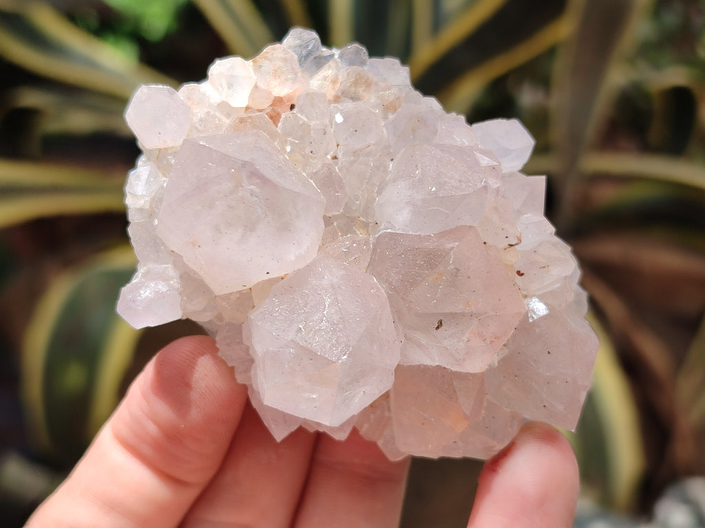 Natural Cactus Flower Spirit Quartz Clusters x 12 From South Africa - Toprock Gemstones and Minerals 