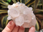 Natural Cactus Flower Spirit Quartz Clusters x 12 From South Africa - Toprock Gemstones and Minerals 