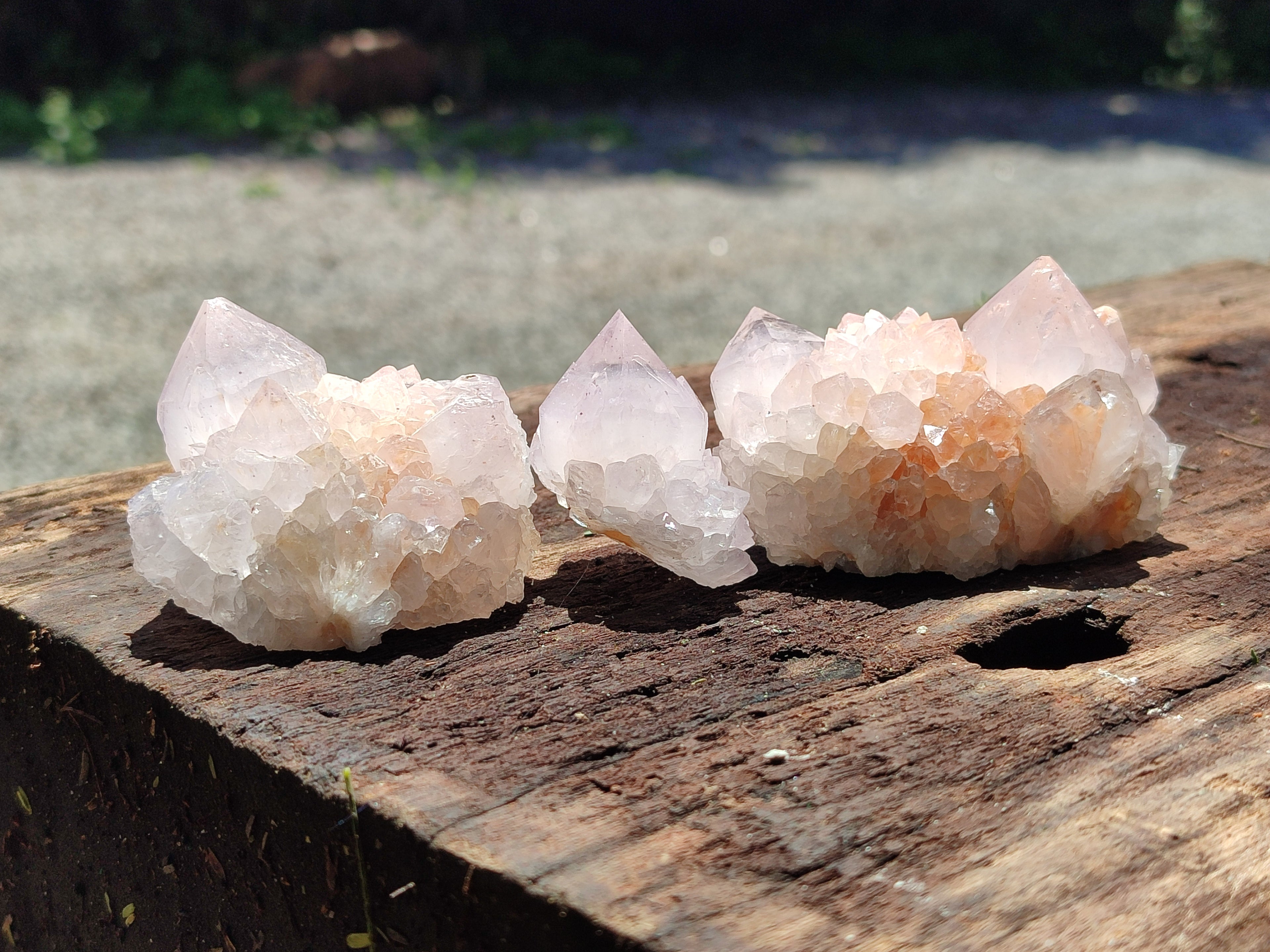 Natural Cactus Flower Spirit Quartz Clusters x 12 From South Africa - Toprock Gemstones and Minerals 