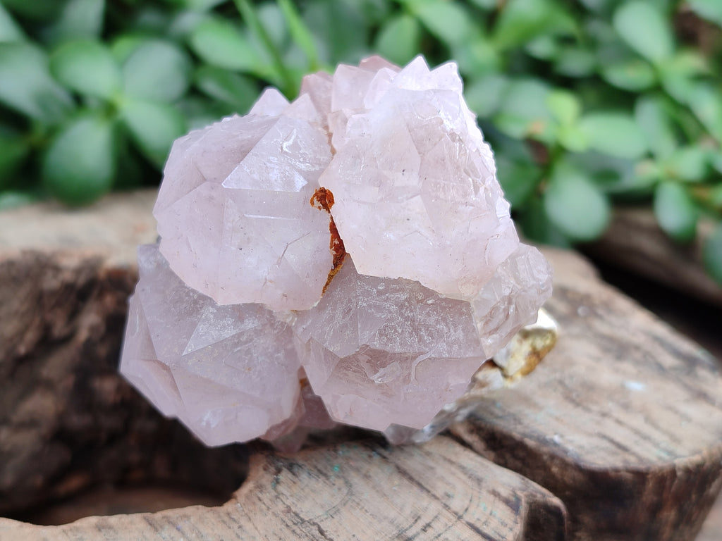 Natural Cactus Flower Spirit Quartz Clusters x 12 From South Africa - Toprock Gemstones and Minerals 