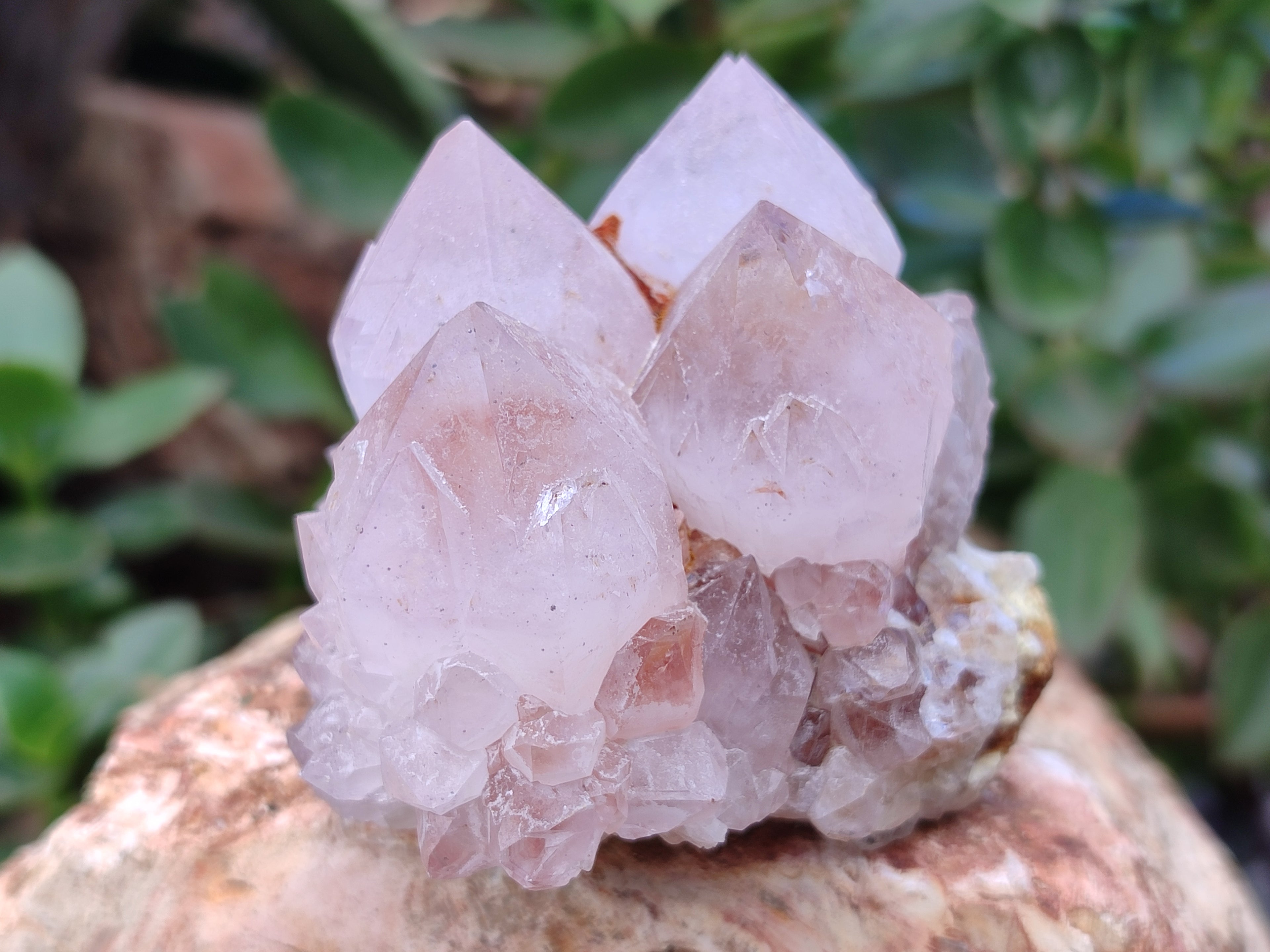 Natural Cactus Flower Spirit Quartz Clusters x 12 From South Africa - Toprock Gemstones and Minerals 