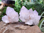Natural Cactus Flower Spirit Quartz Clusters x 12 From South Africa - Toprock Gemstones and Minerals 