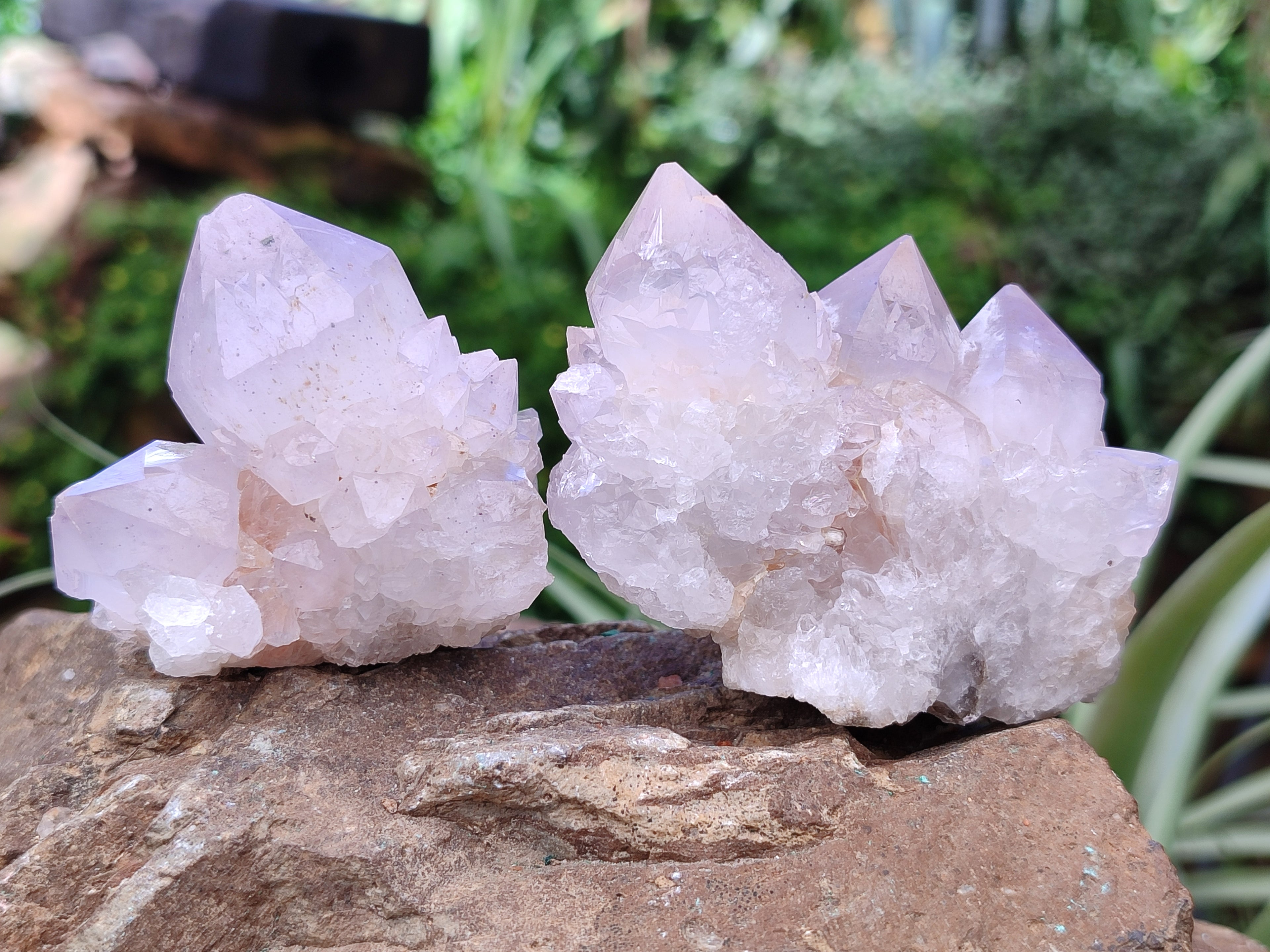 Natural Cactus Flower Spirit Quartz Clusters x 12 From South Africa - Toprock Gemstones and Minerals 