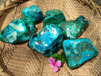 Polished Malacolla Free Forms x 6 From Kalukundi Mine, Congo