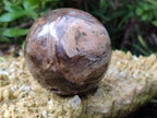 Polished Petrified Wood Spheres x 3 From Gokwe, Zimbabwe - Toprock Gemstones and Minerals 