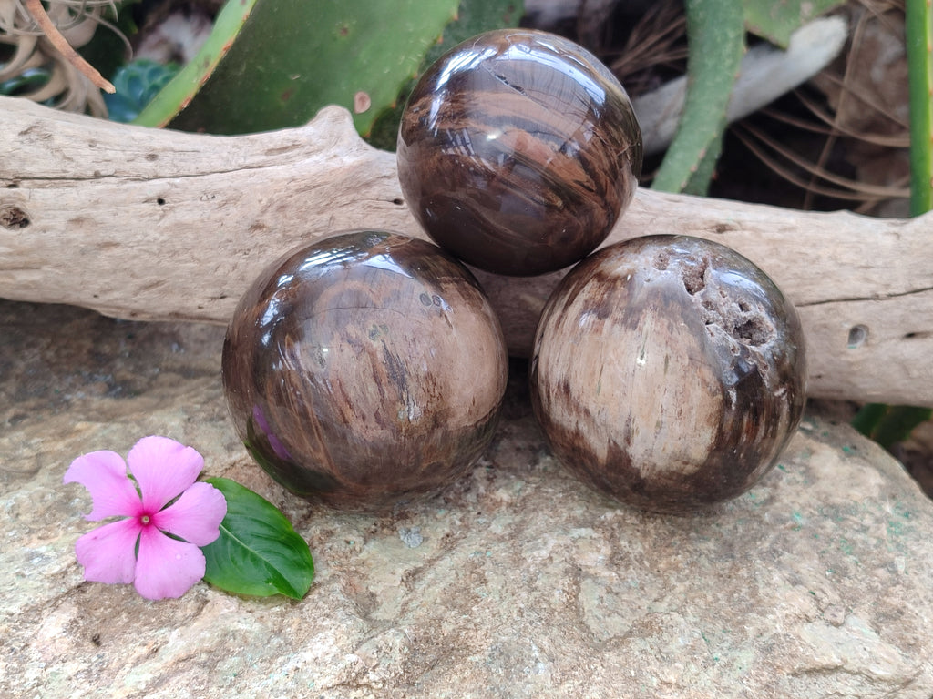 Polished Petrified Wood Spheres x 3 From Gokwe, Zimbabwe - Toprock Gemstones and Minerals 