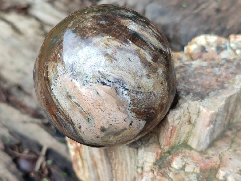 Polished Petrified Wood Spheres x 3 From Gokwe, Zimbabwe - Toprock Gemstones and Minerals 