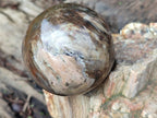 Polished Petrified Wood Spheres x 3 From Gokwe, Zimbabwe - Toprock Gemstones and Minerals 