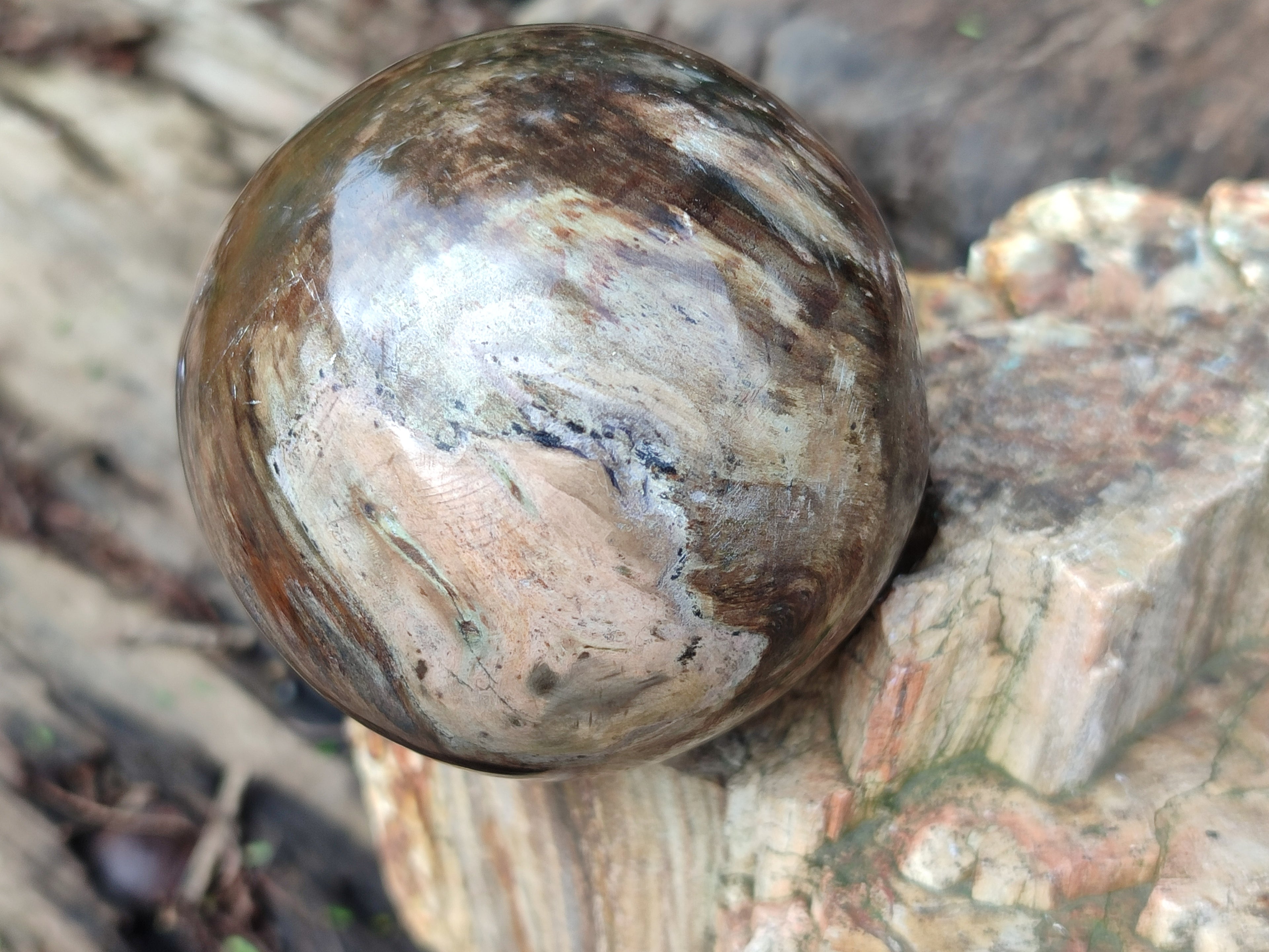 Polished Petrified Wood Spheres x 3 From Gokwe, Zimbabwe - Toprock Gemstones and Minerals 