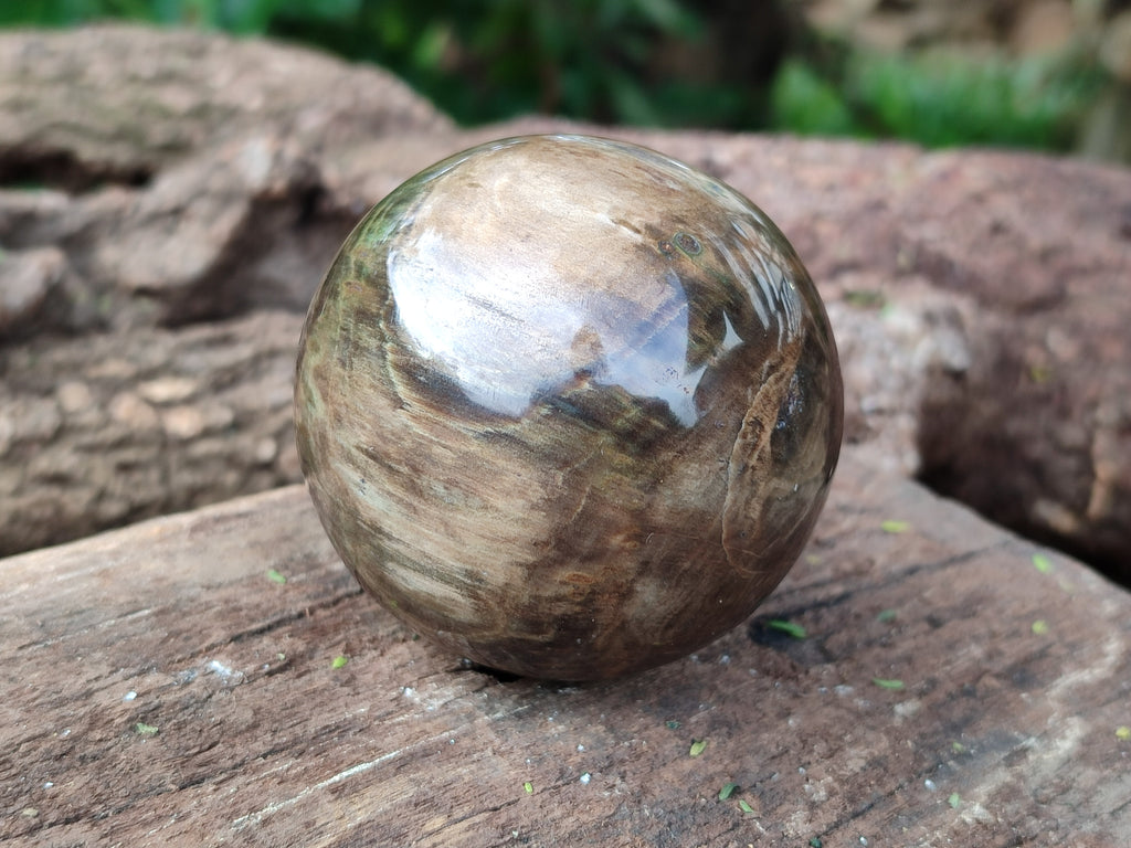 Polished Petrified Wood Spheres x 3 From Gokwe, Zimbabwe - Toprock Gemstones and Minerals 