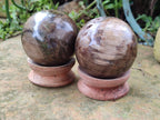 Polished Petrified Wood Spheres x 3 From Gokwe, Zimbabwe - Toprock Gemstones and Minerals 