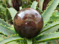 Polished Petrified Wood Spheres x 3 From Gokwe, Zimbabwe - Toprock Gemstones and Minerals 