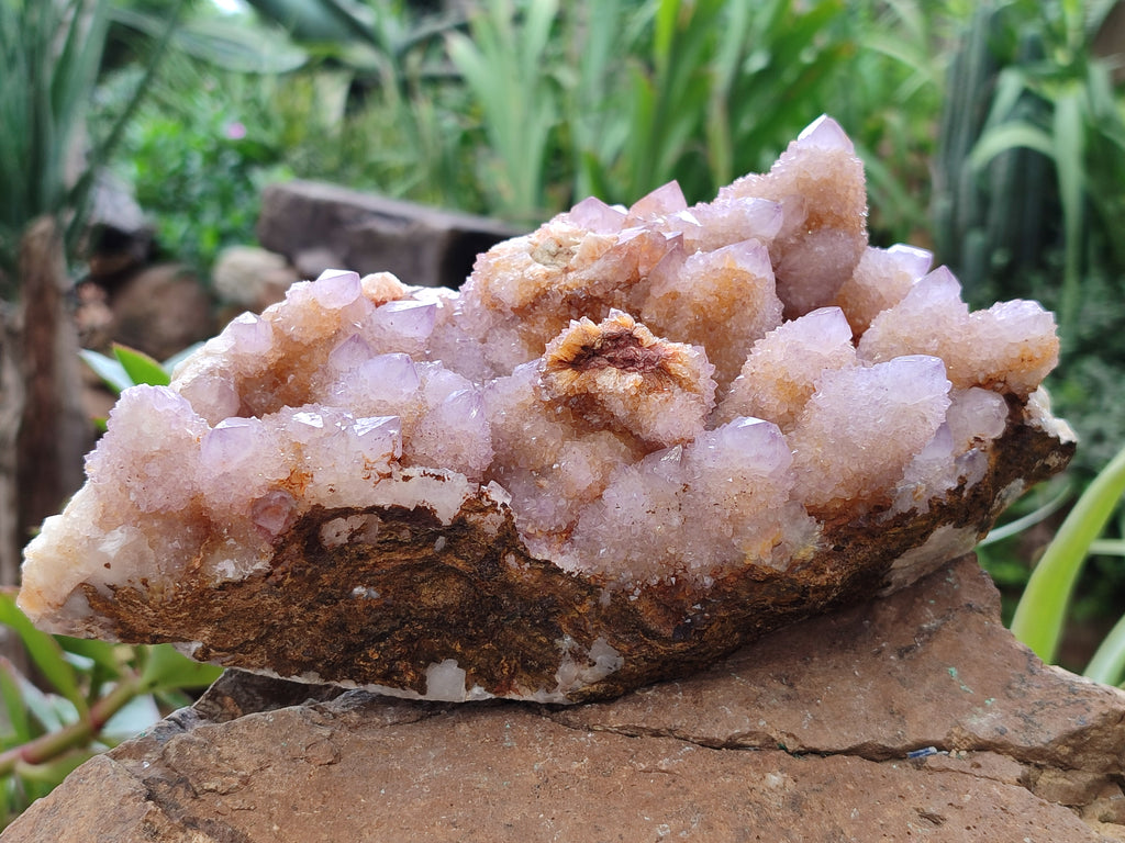 Natural Ametrine Spirit Quartz Cluster x 1 From Boekenhouthoek, South Africa - Toprock Gemstones and Minerals 