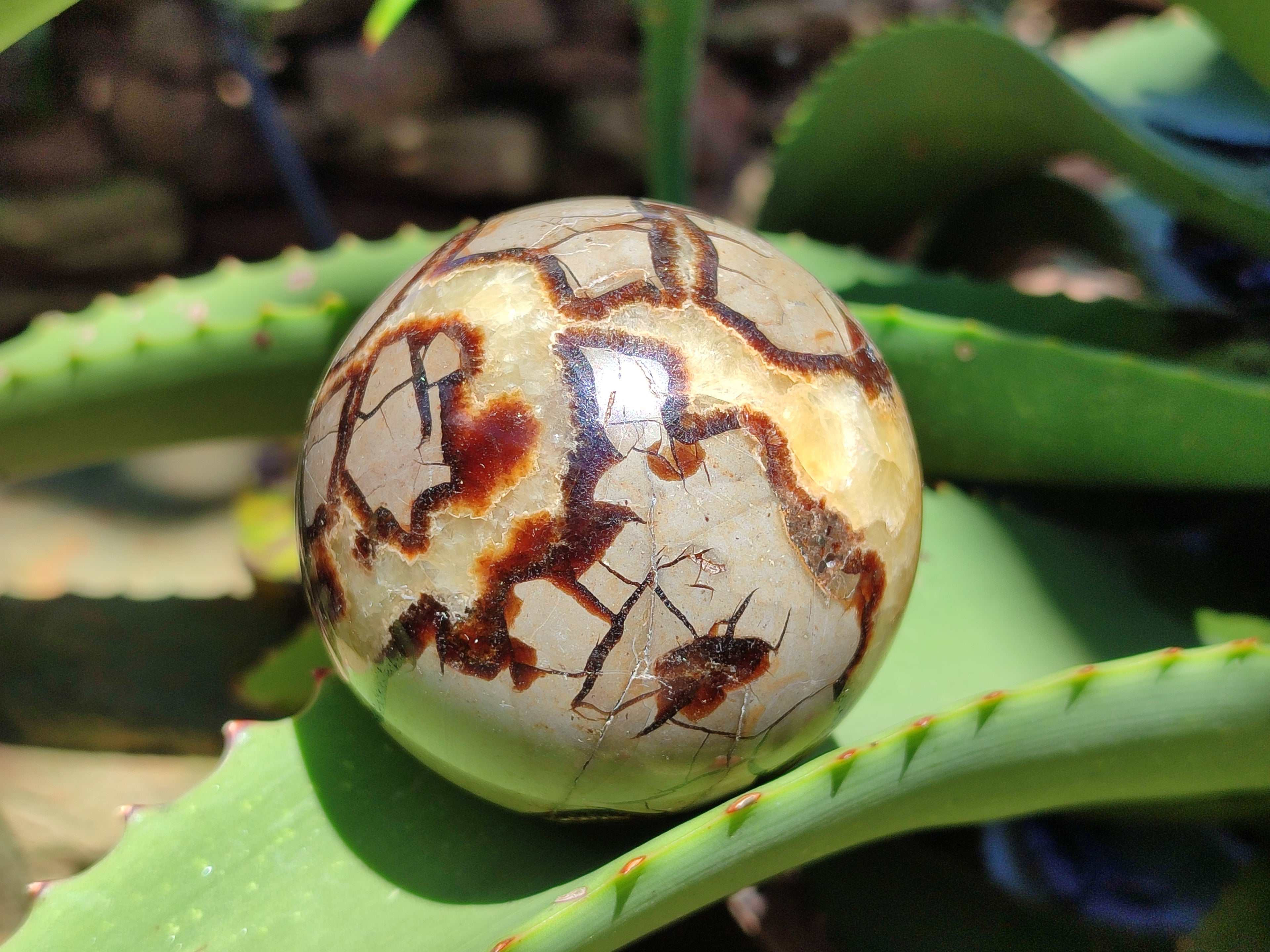 Polished Septerye Spheres x 5 From Mahajanga, Madagascar - Toprock Gemstones and Minerals 
