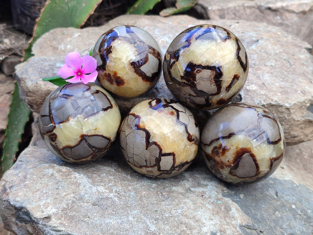 Polished Septerye Spheres x 5 From Mahajanga, Madagascar - Toprock Gemstones and Minerals 