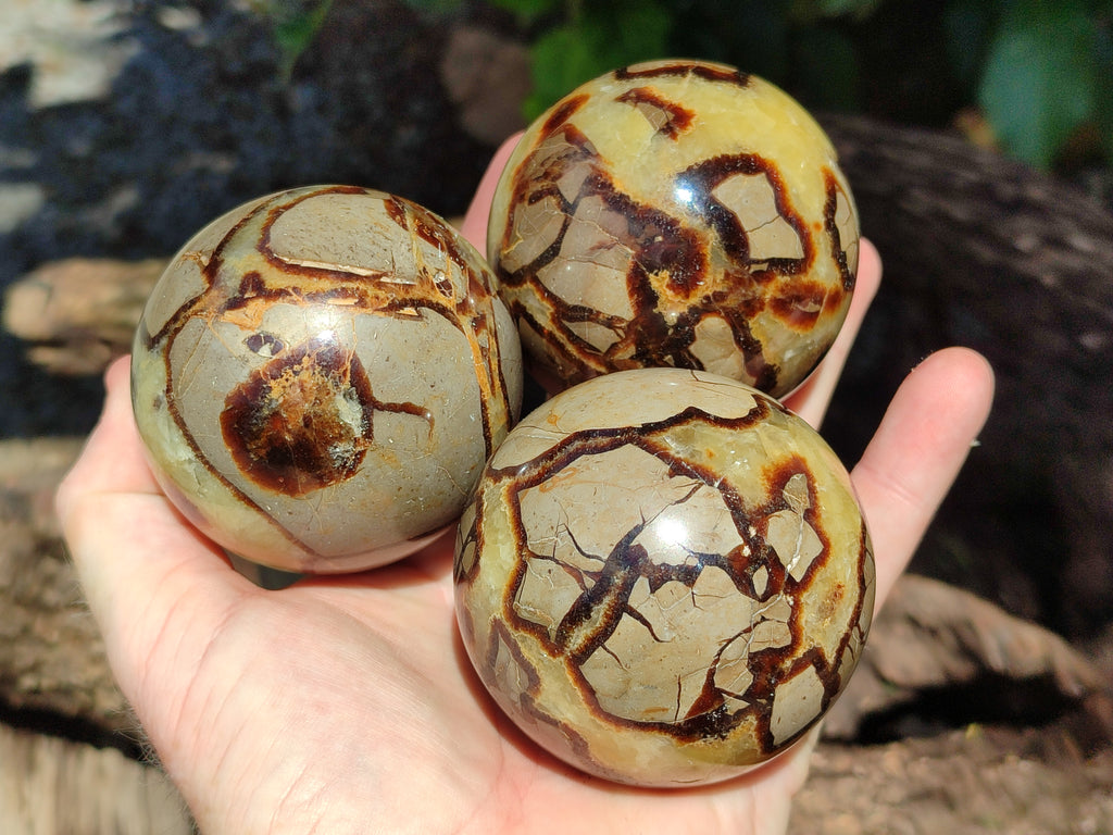 Polished Septerye Spheres x 5 From Mahajanga, Madagascar - Toprock Gemstones and Minerals 