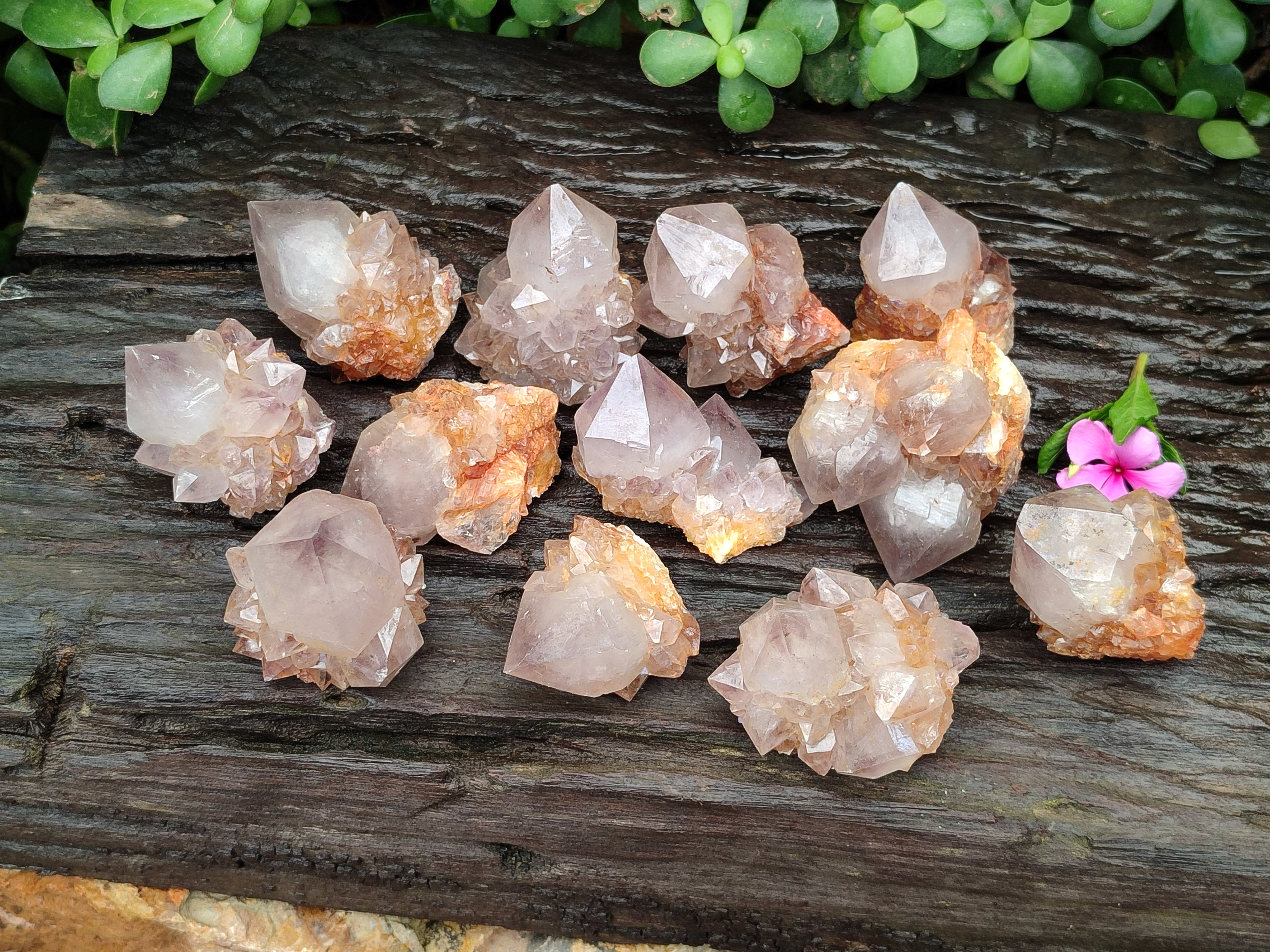 Natural Ametrine Spirit Quartz Crystals x 12 From Boekenhouthoek, South Africa - Toprock Gemstones and Minerals 