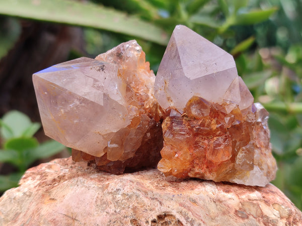 Natural Smoky Amethyst Spirit Quartz Crystals x 12 From Boekenhouthoek, South Africa