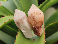 Natural Pineapple Candle Quartz Crystals x 35 From Antsirabe, Madagascar - Toprock Gemstones and Minerals 