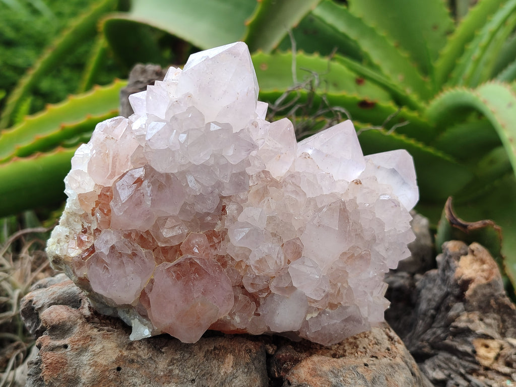Natural Amethyst Spirit Quartz Clusters x 3 From Boekenhouthoek, South Africa - Toprock Gemstones and Minerals 