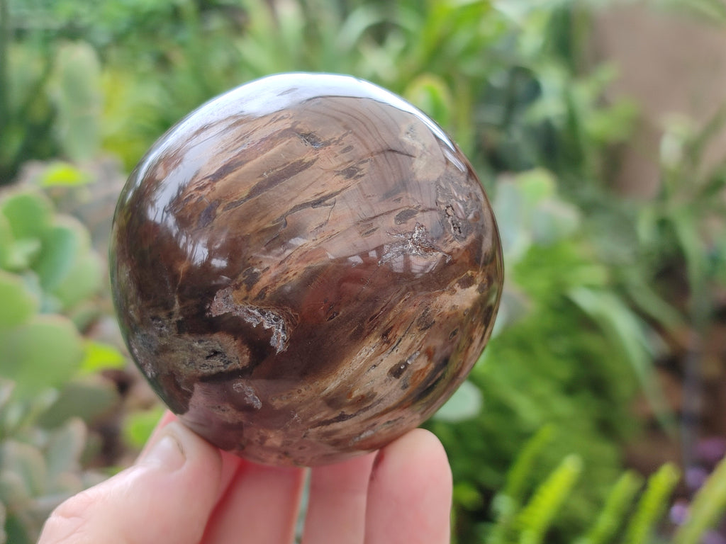 Polished Petrified Wood Spheres x 3 From Gokwe, Zimbabwe - Toprock Gemstones and Minerals 