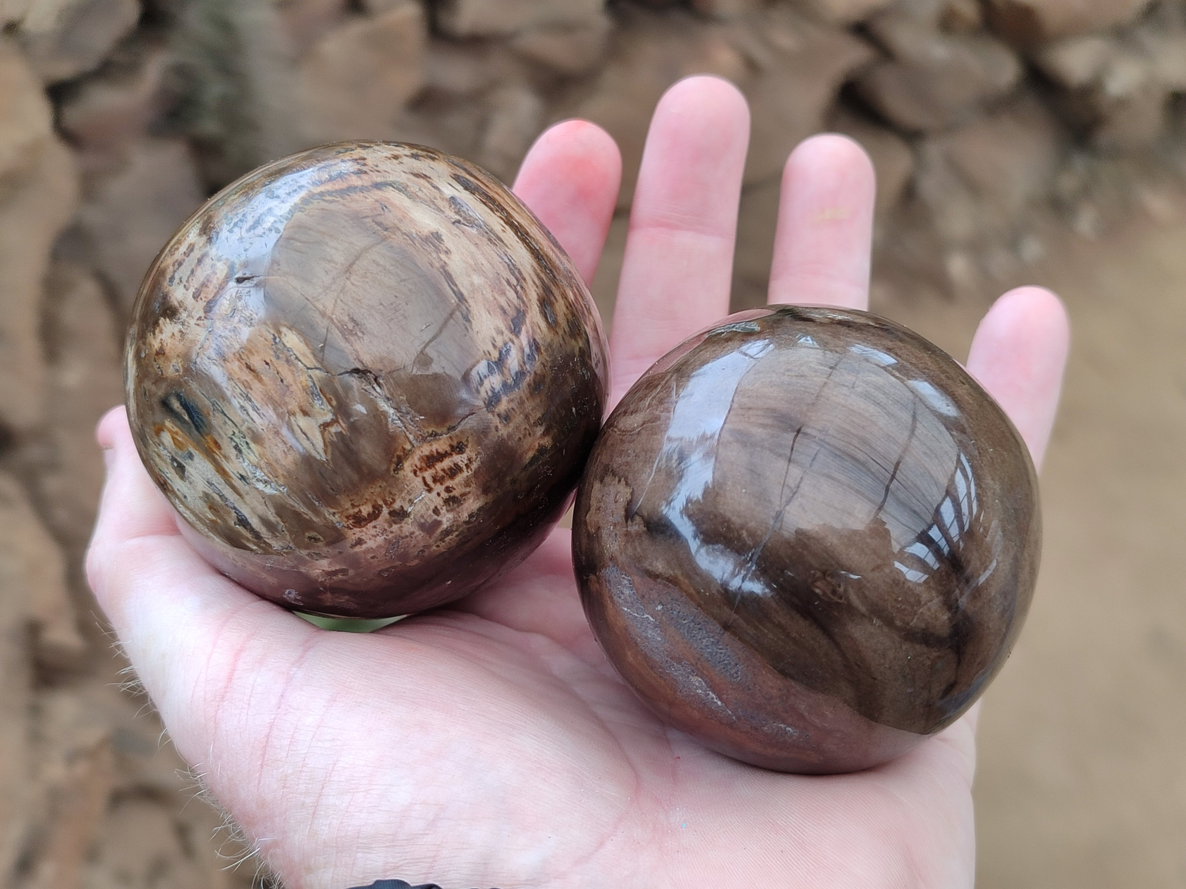 Polished Petrified Wood Spheres x 3 From Gokwe, Zimbabwe - Toprock Gemstones and Minerals 
