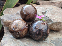 Polished Petrified Wood Spheres x 3 From Gokwe, Zimbabwe - Toprock Gemstones and Minerals 