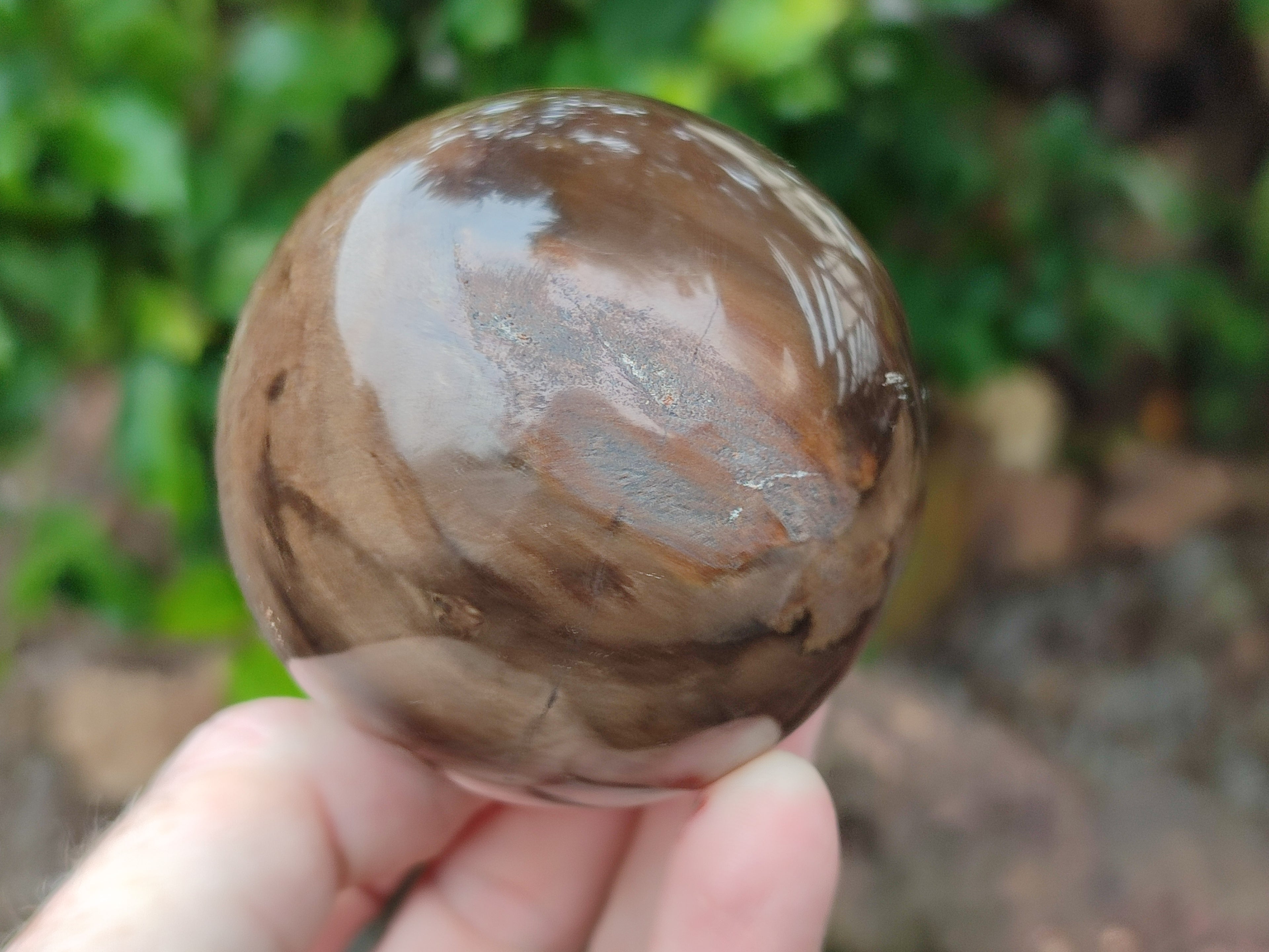 Polished Petrified Wood Spheres x 3 From Gokwe, Zimbabwe - Toprock Gemstones and Minerals 