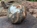 Polished Petrified Wood Spheres x 3 From Gokwe, Zimbabwe - Toprock Gemstones and Minerals 