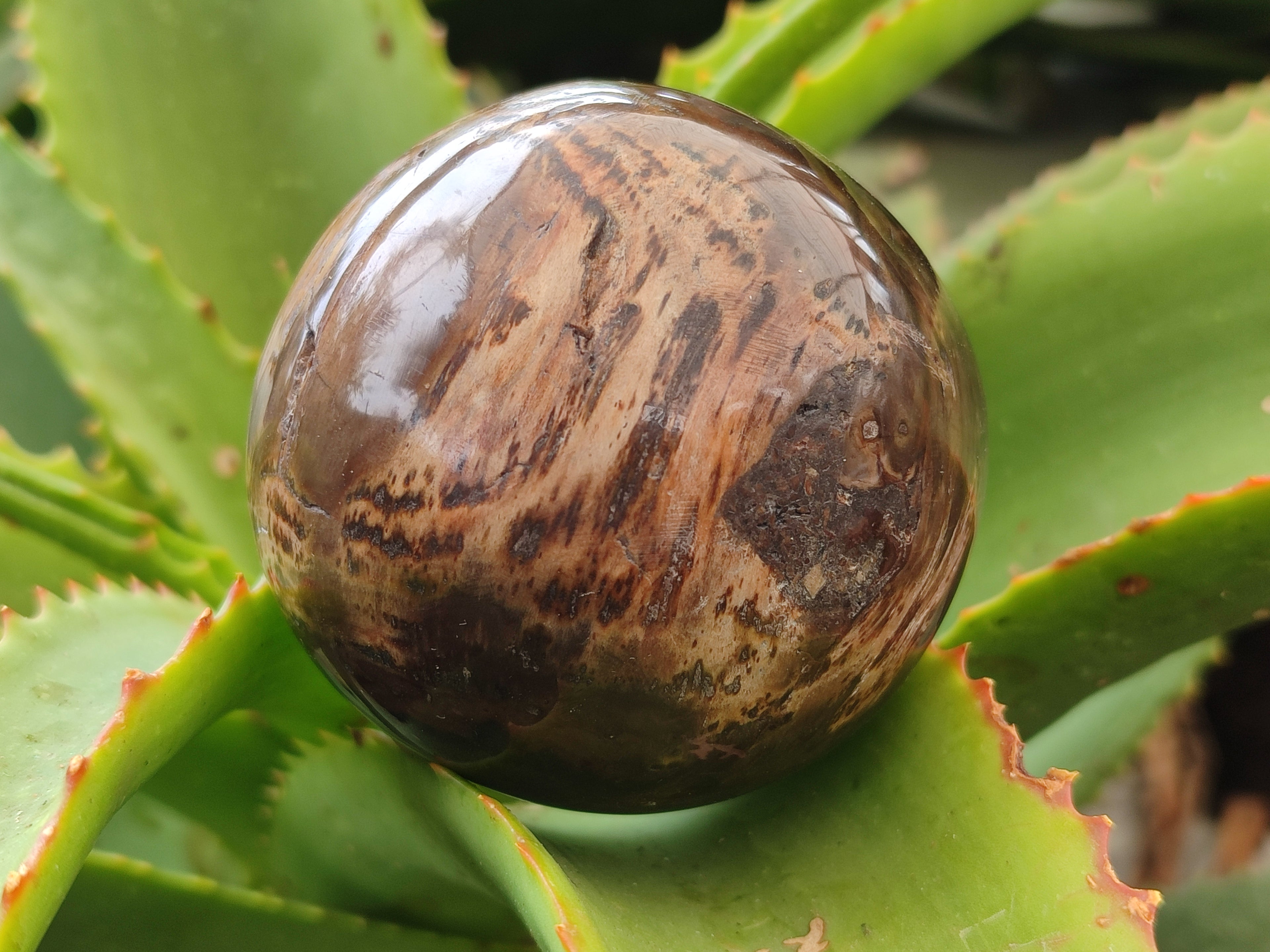 Polished Petrified Wood Spheres x 3 From Gokwe, Zimbabwe - Toprock Gemstones and Minerals 