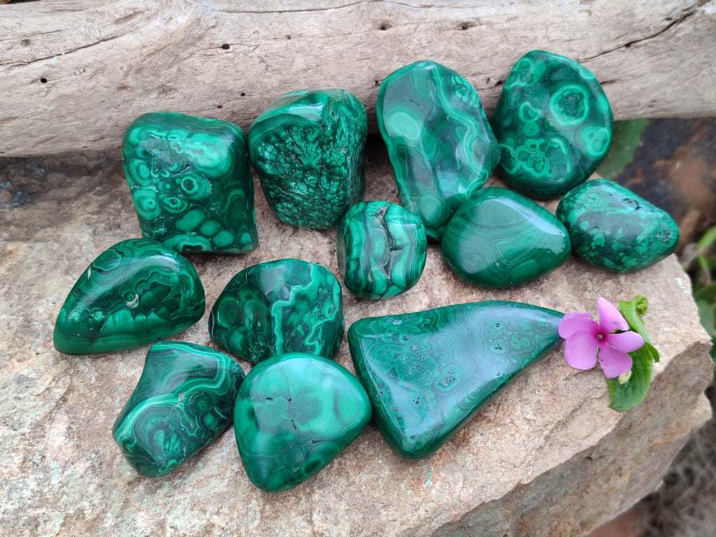 Polished Flower Banded Malachite Free Forms x 15 From Congo - Toprock Gemstones and Minerals 