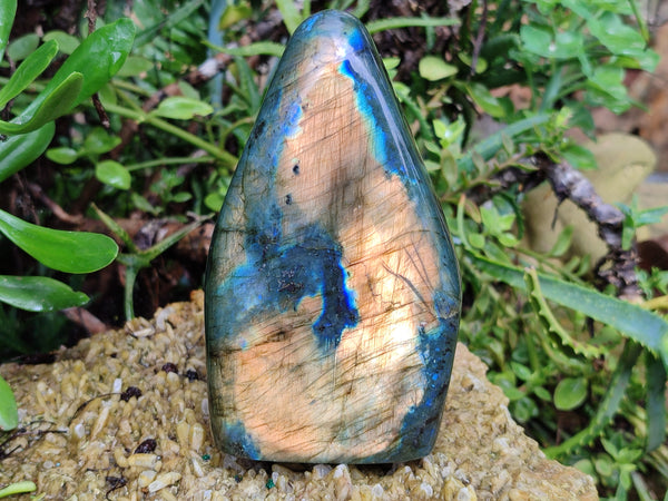 Polished Labradorite Standing Free Forms x 2 From Tulear, Madagascar - Toprock Gemstones and Minerals 