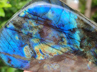 Polished Labradorite Standing Free Forms x 2 From Tulear, Madagascar - Toprock Gemstones and Minerals 