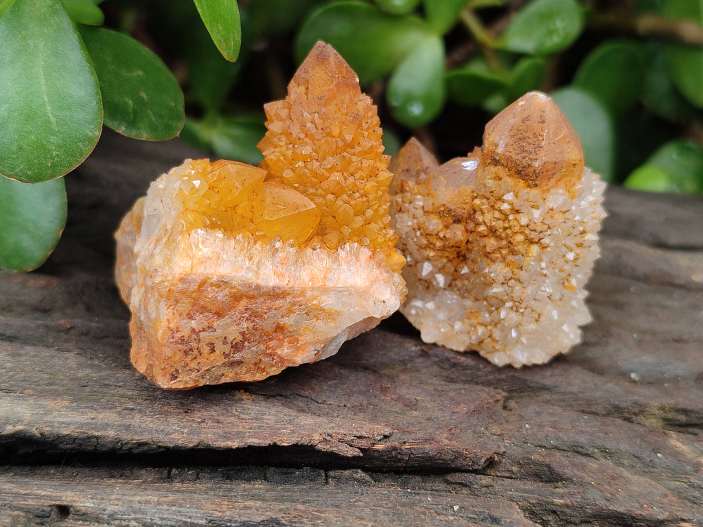 Natural Golden Solar Spirit Quartz Crystals x 20 From Boekenhouthoek, South Africa - Toprock Gemstones and Minerals 
