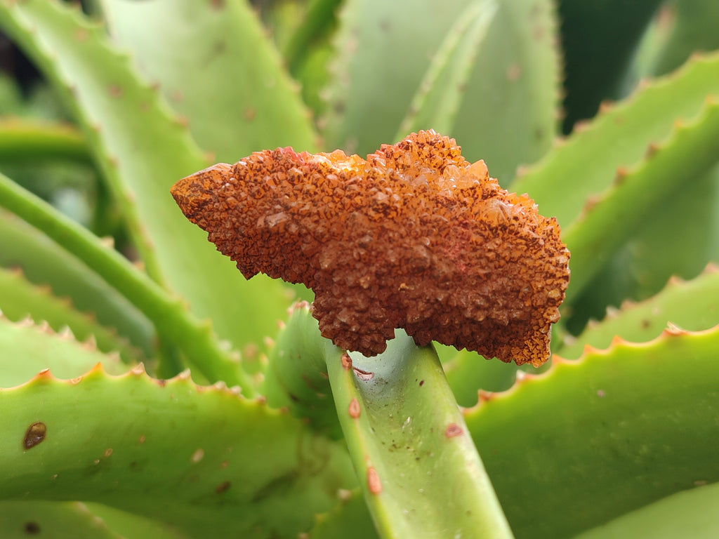 Natural Golden Solar Spirit Quartz Crystals x 20 From Boekenhouthoek, South Africa - Toprock Gemstones and Minerals 