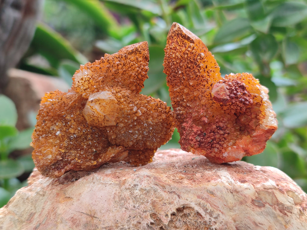Natural Golden Solar Spirit Quartz Crystals x 20 From Boekenhouthoek, South Africa - Toprock Gemstones and Minerals 