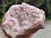 Natural Rare Rhodocalcite Specimen x 1 From Mashamba West, Congo - Toprock Gemstones and Minerals 