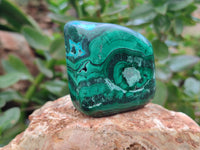 Polished Malacolla Free Forms x 12 From Kalukundi Mine, Congo - Toprock Gemstones and Minerals 