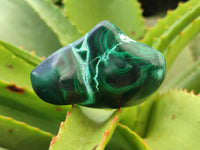 Polished Malacolla Free Forms x 12 From Kalukundi Mine, Congo - Toprock Gemstones and Minerals 