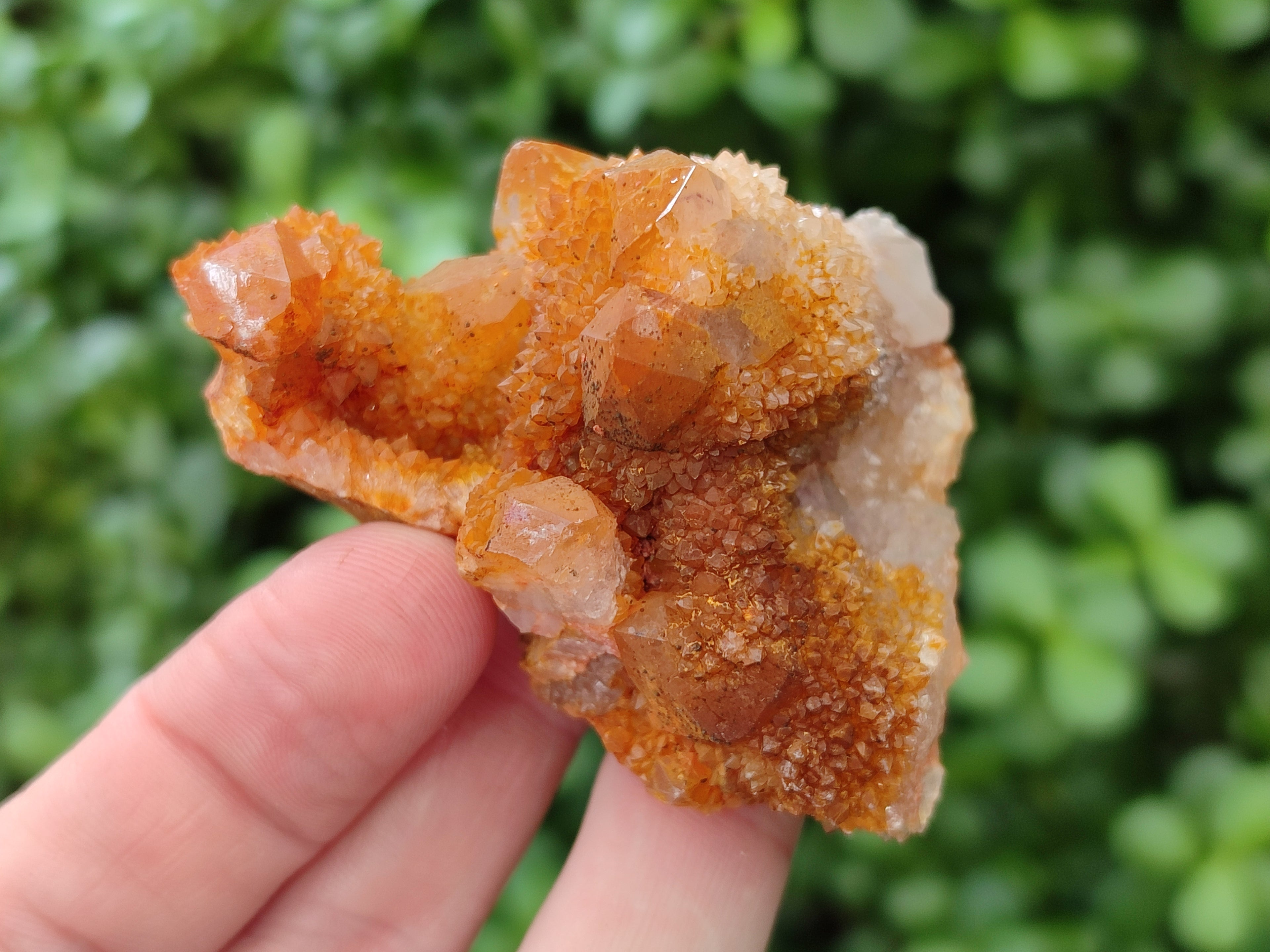 Natural Golden Solar Spirit Quartz Crystals x 12 From Boekenhouthoek, South Africa - Toprock Gemstones and Minerals 