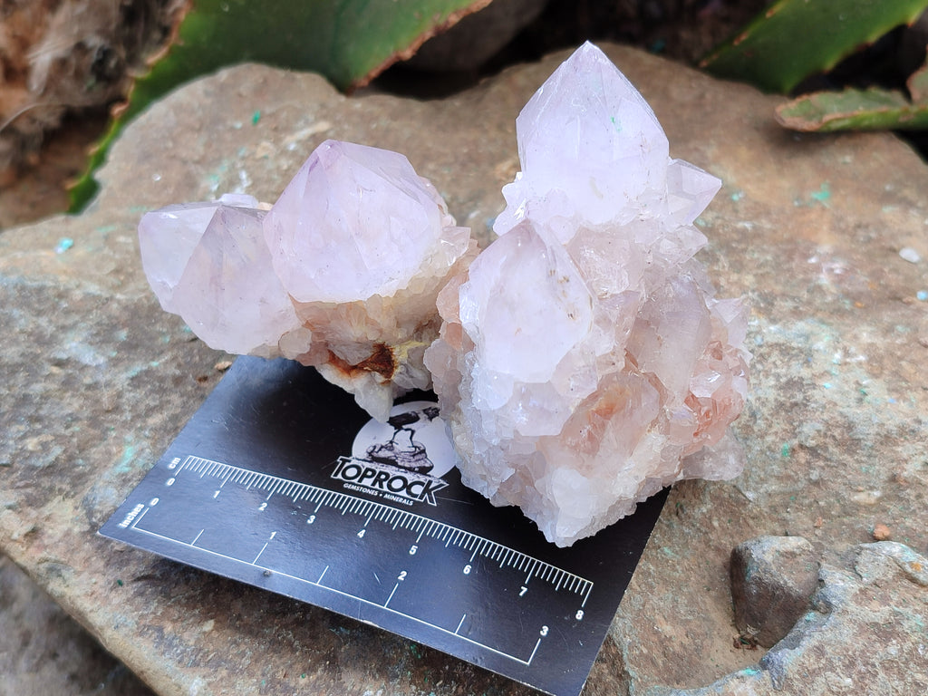 Natural Amethyst Spirit Quartz Clusters x 6 From Boekenhouthoek, South Africa - Toprock Gemstones and Minerals 