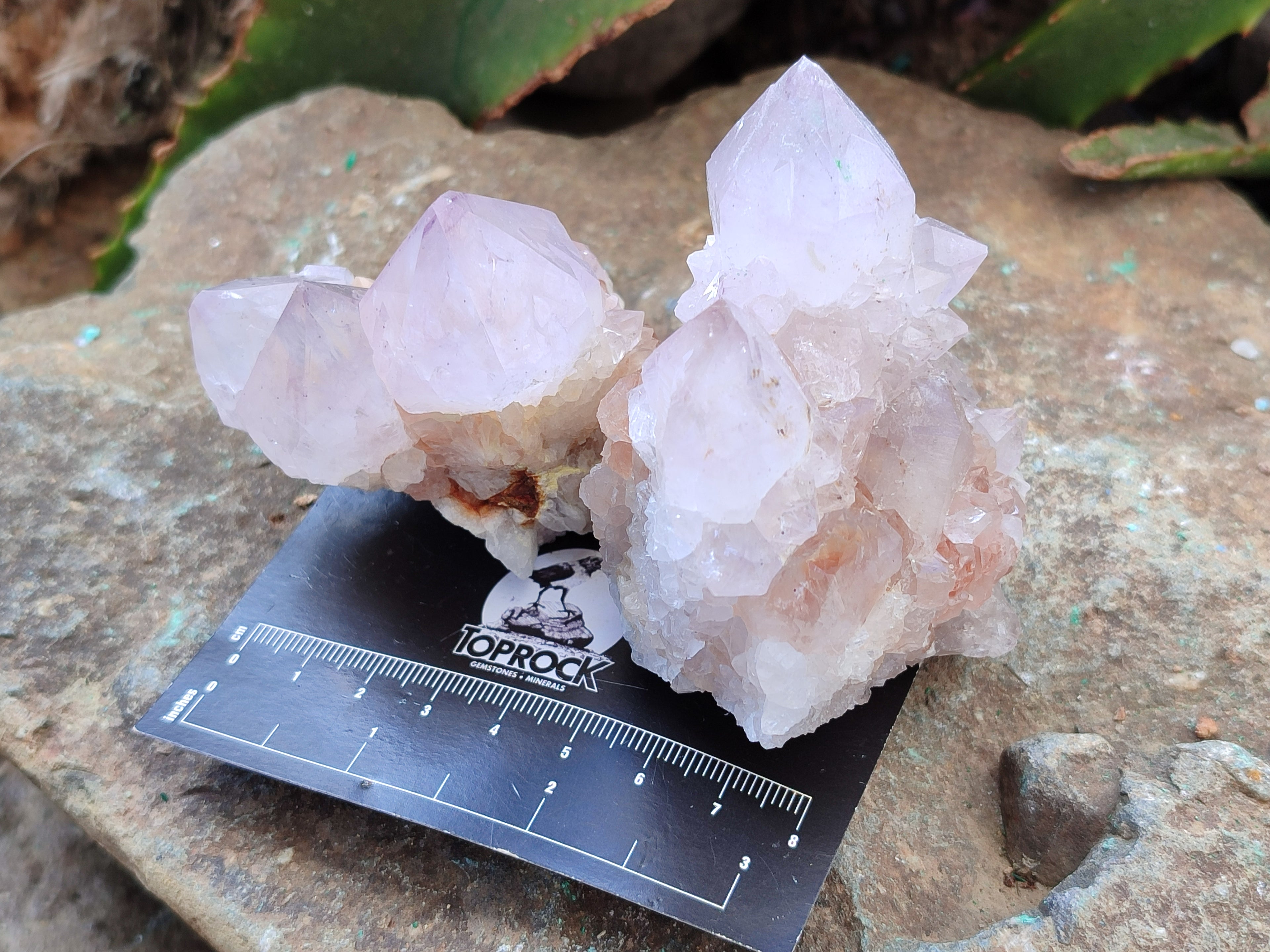 Natural Amethyst Spirit Quartz Clusters x 6 From Boekenhouthoek, South Africa - Toprock Gemstones and Minerals 