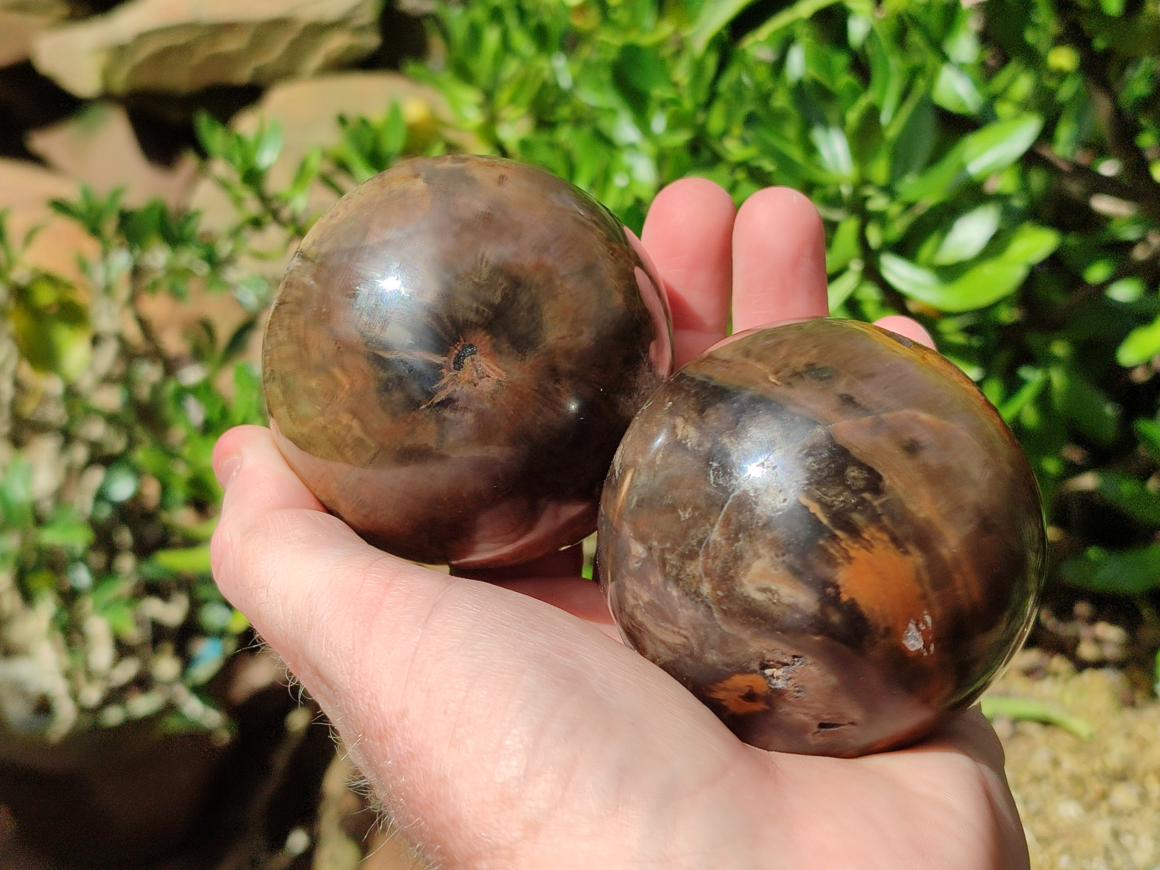 Polished Petrified Wood Spheres x 3 From Gokwe, Zimbabwe - Toprock Gemstones and Minerals 