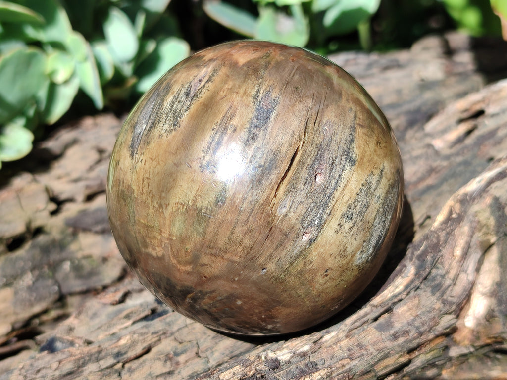 Polished Petrified Wood Spheres x 3 From Gokwe, Zimbabwe - Toprock Gemstones and Minerals 